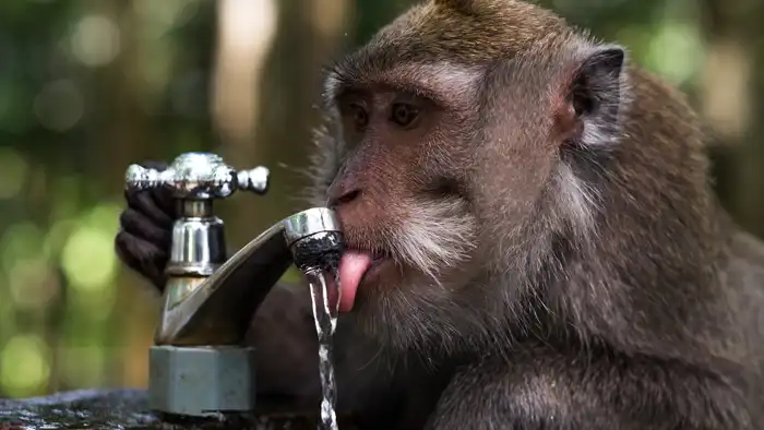 Monkey Drinking Tap Water